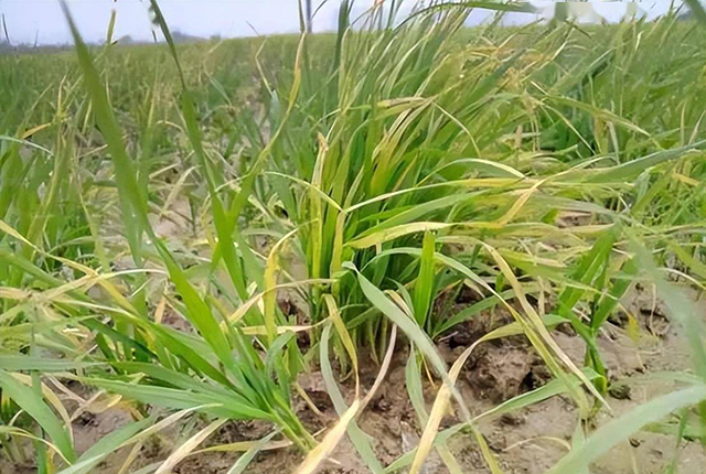 麦苗在降温后出现了冻害黄苗还能挽救么怎么补救