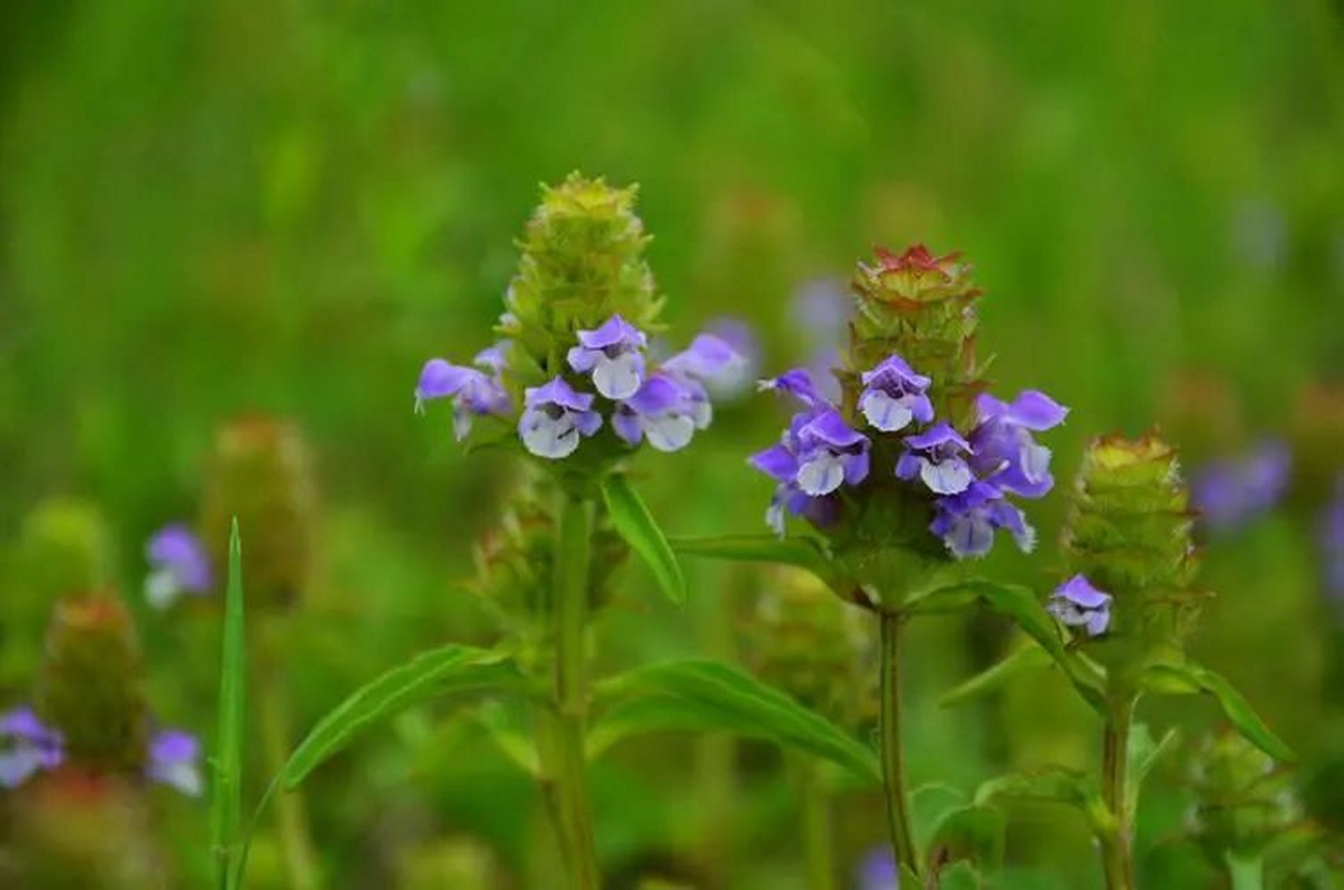3种天然"散结草",农村路边就有,99%的人都见过,却不知其效果  有这3种