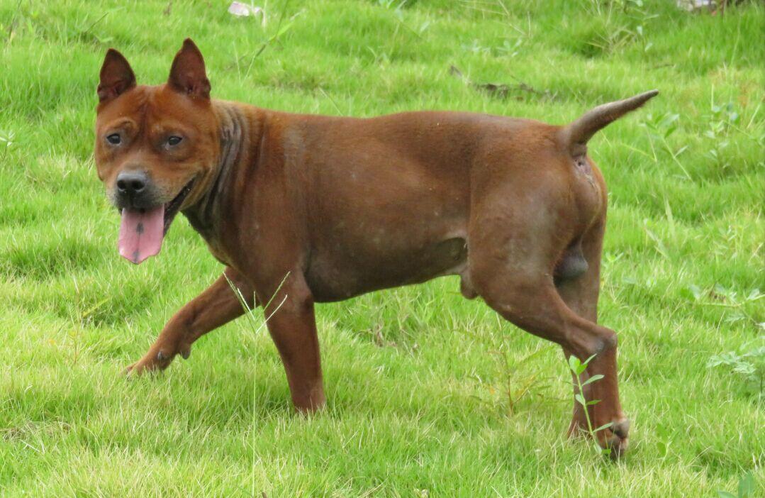 《犬王》导演姚守岗:为艺术炸死功勋犬,笑着说心里其实也不好受