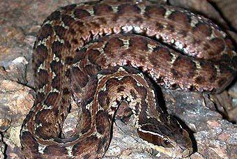 福建常见10种毒蛇