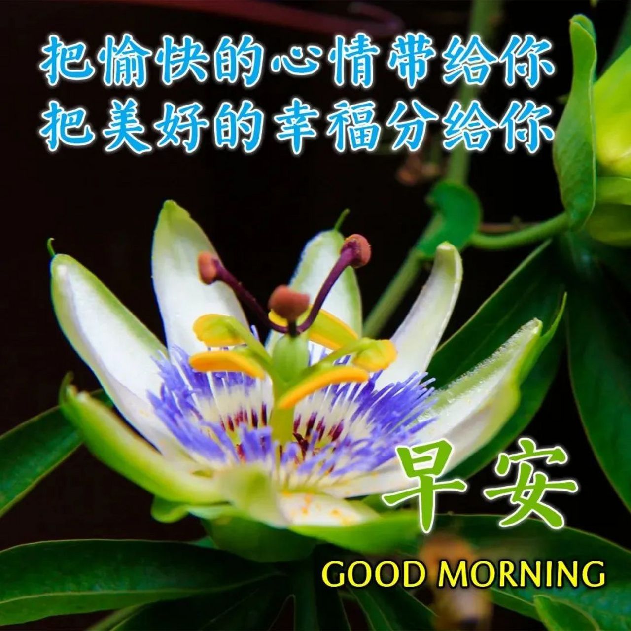 周六最漂亮的早上好问候动态图片,最新最美早安问候语 1,我们喜欢别人