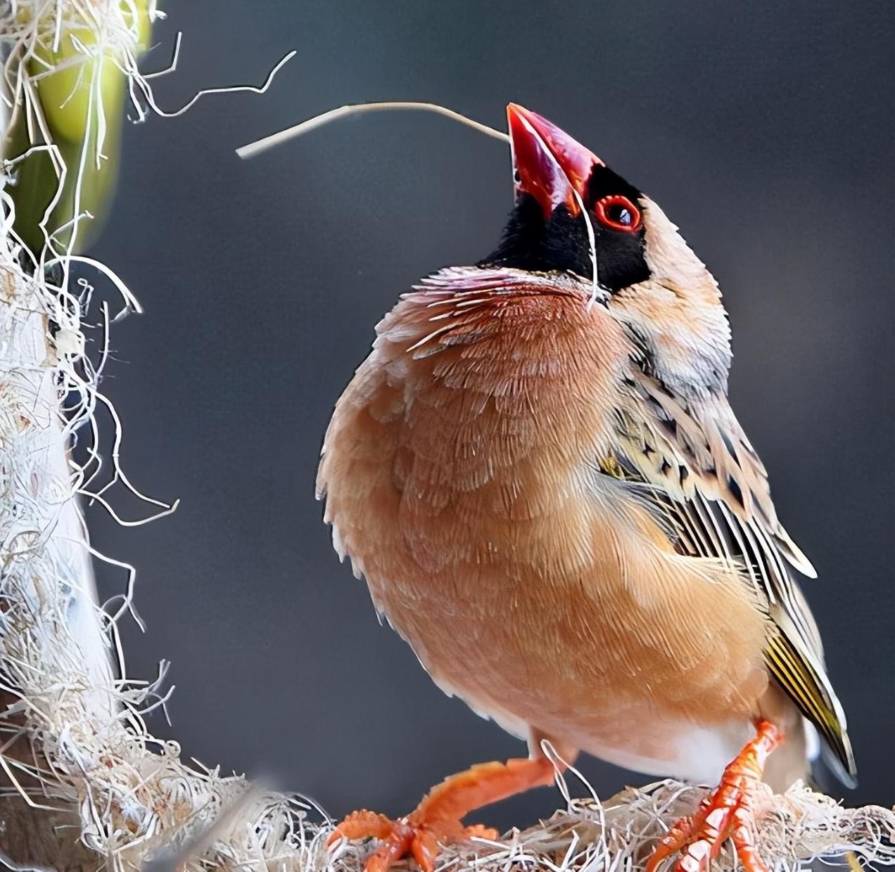 非洲麻雀泛滥成灾,15亿只当地人根本吃不完,中国是怎样抑制的