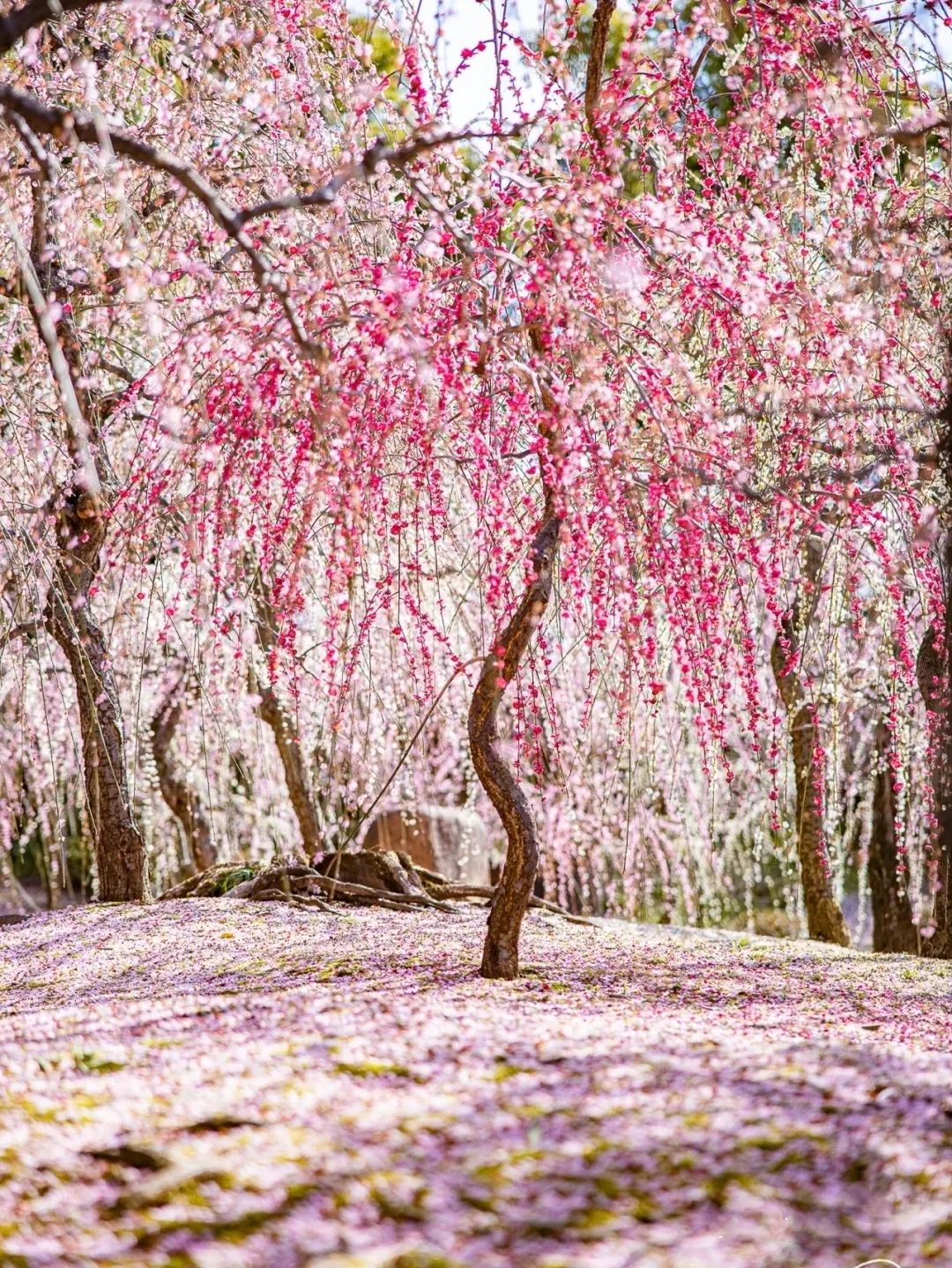 蠟梅幽香,綠梅孤傲,垂枝梅燦爛……這麼多梅花品種,看完心都柔軟