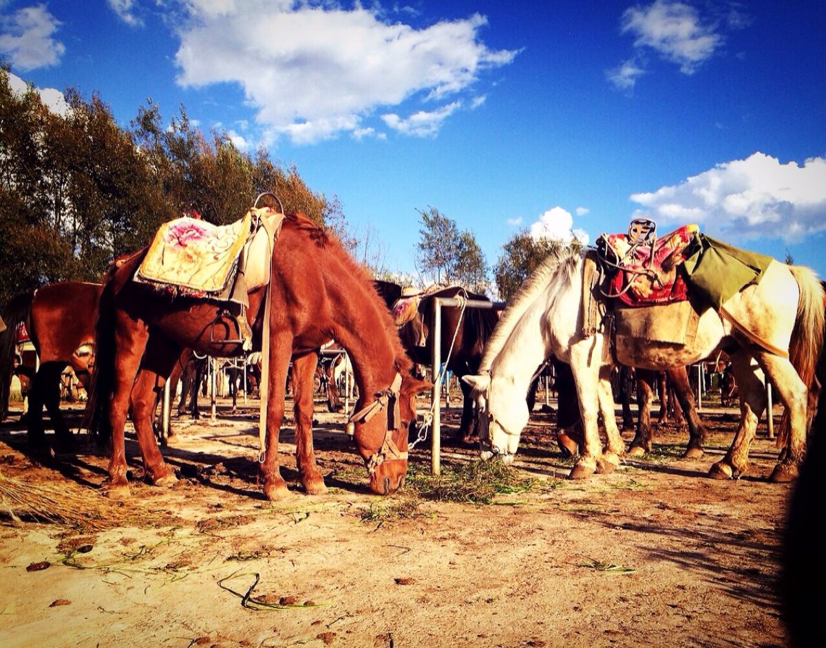 明朝时期走向畸形的茶马互市制度:经济衰落的关键表现