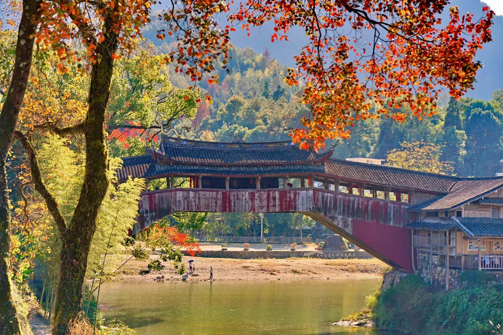 美丽小镇泗溪,秋天美出天际,世界最美廊桥北涧桥的乌桕树红了