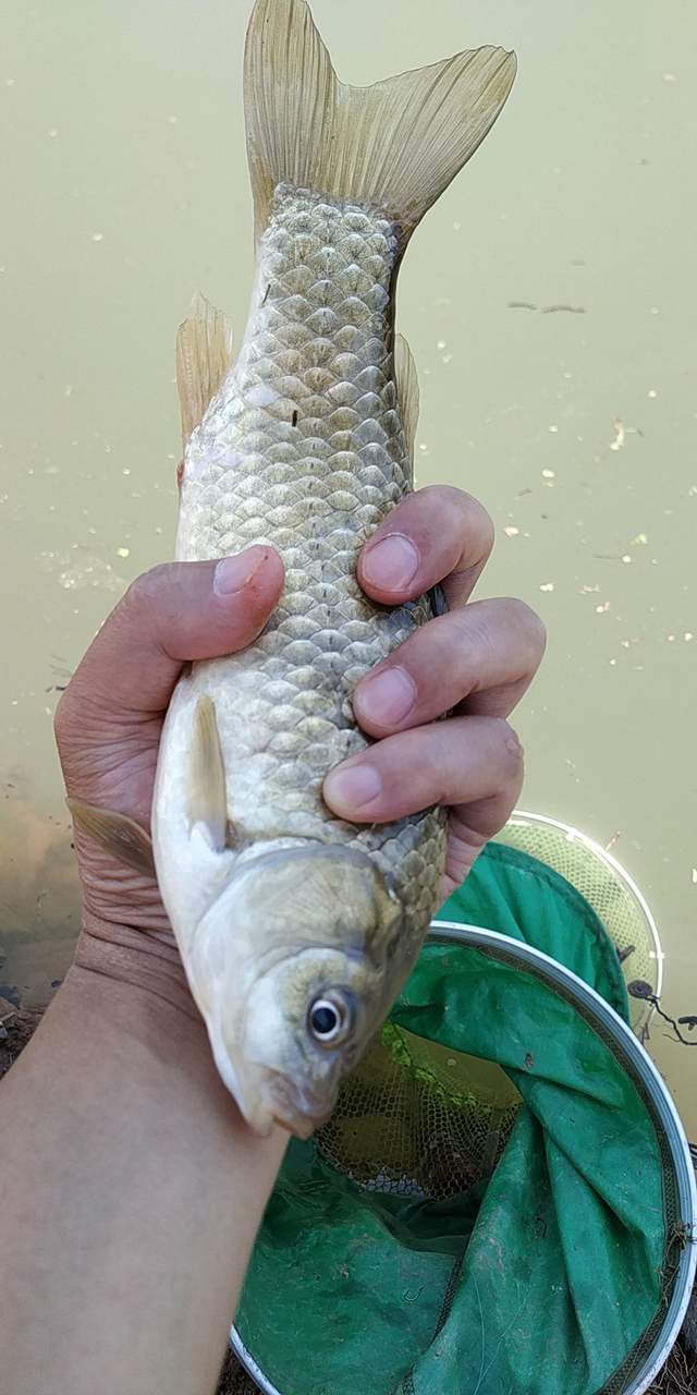 这才是钓鱼人的快乐!1斤多的黄金鲫,连了18竿