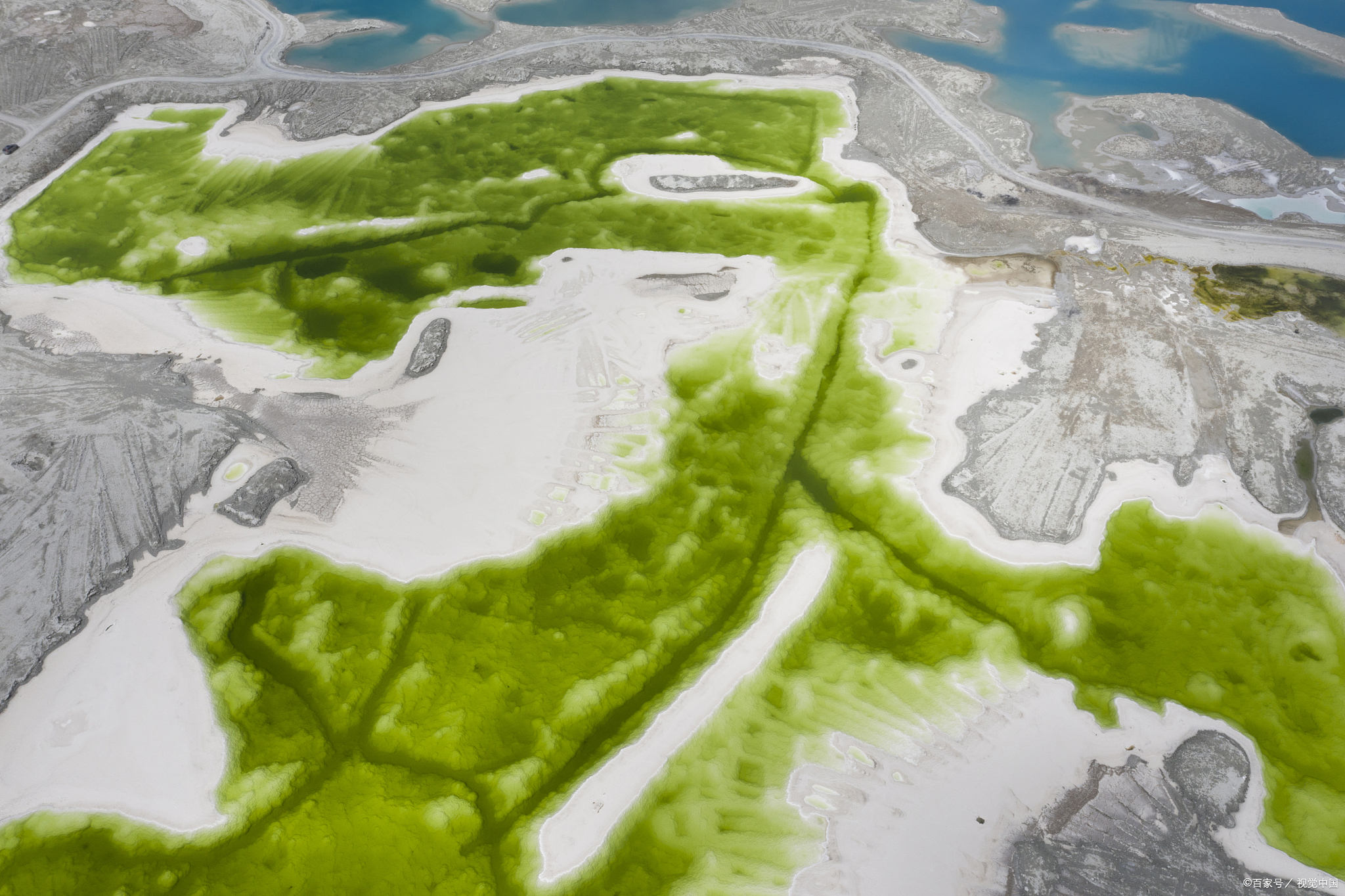 翡翠草的生存环境及使用价值