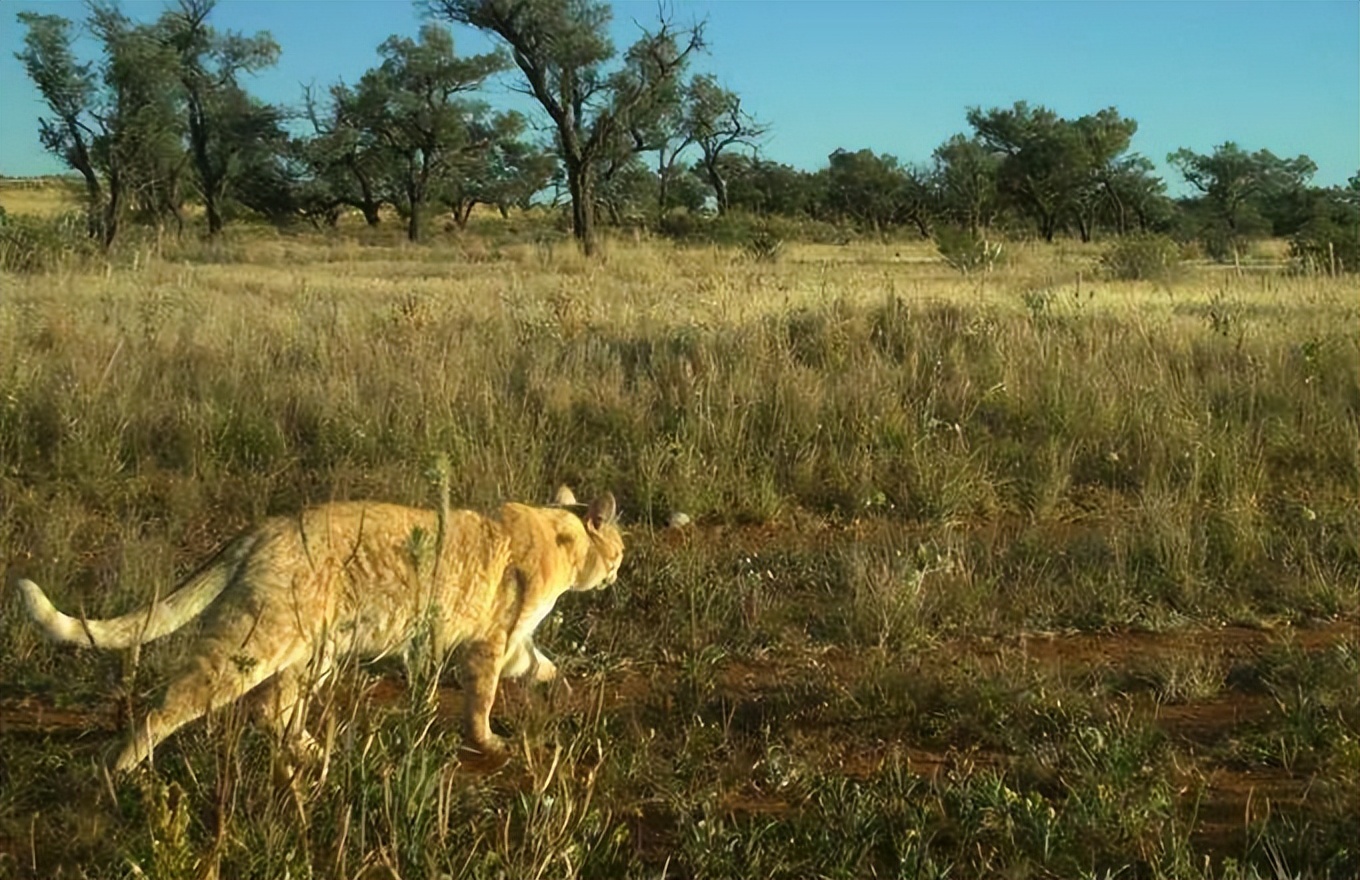 澳洲野猫泛滥,人类如果不阻止,最终能进化成老虎一样的猛兽吗?