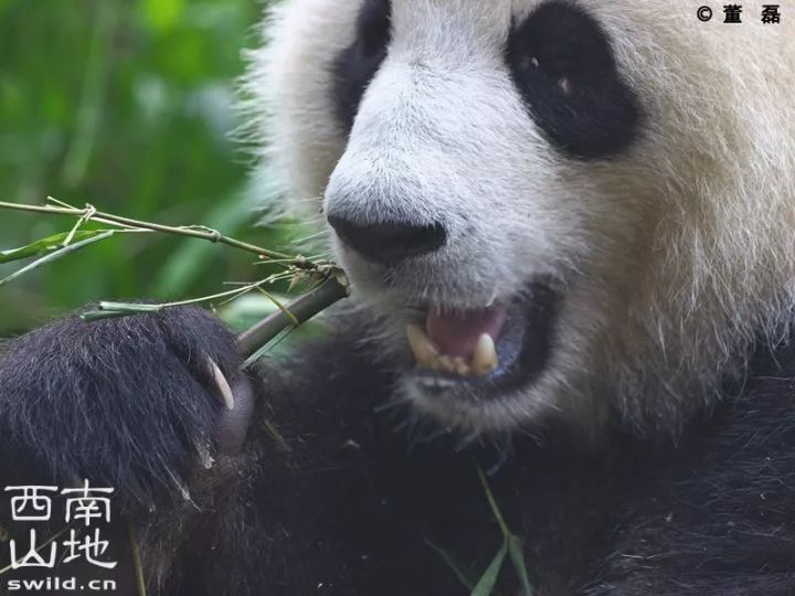 no.843 荒野公学|熊猫,到底是进化史上的败笔,还是赢家?