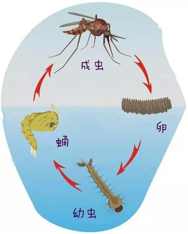 水虿的天敌图片