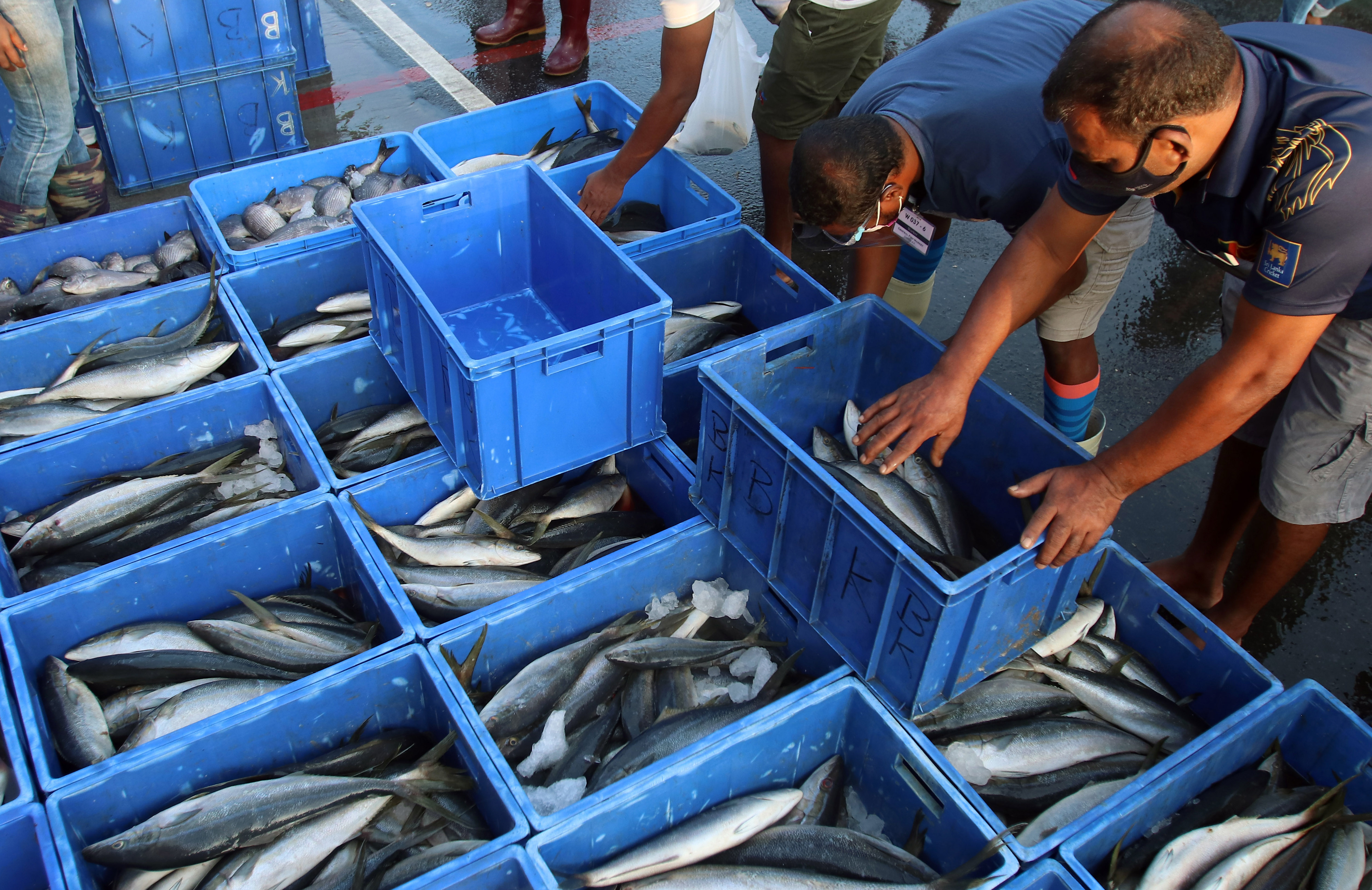 科伦坡重新开放因疫情关闭的鱼市场(4)