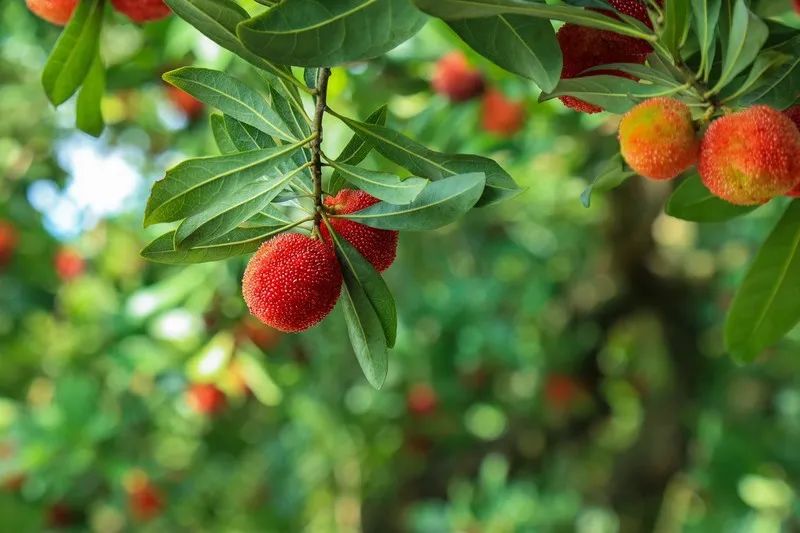 安徽铜陵白姜,浙江仙居杨梅,联合国认定全球重要农业文化遗产