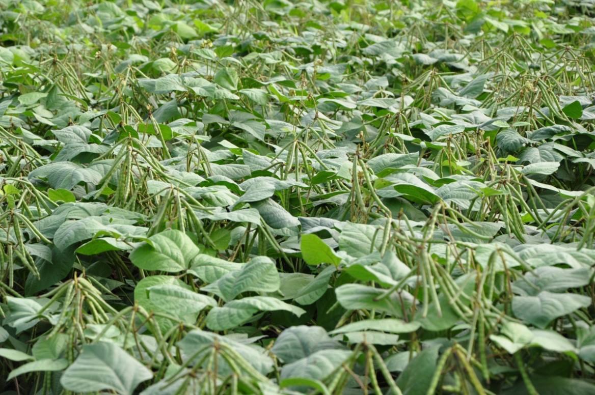 绿豆植株 植物图片图片