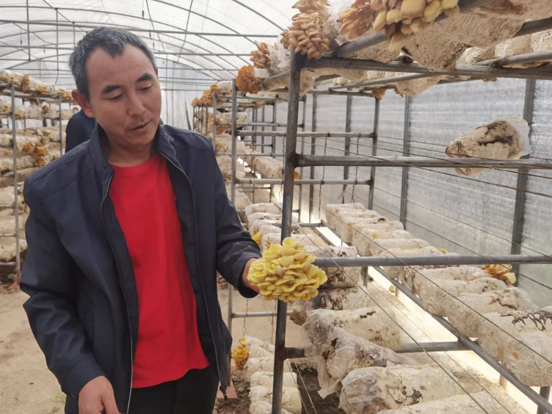 会东县嘎吉镇"桑枝"长出食用菌 延伸桑蚕产业链