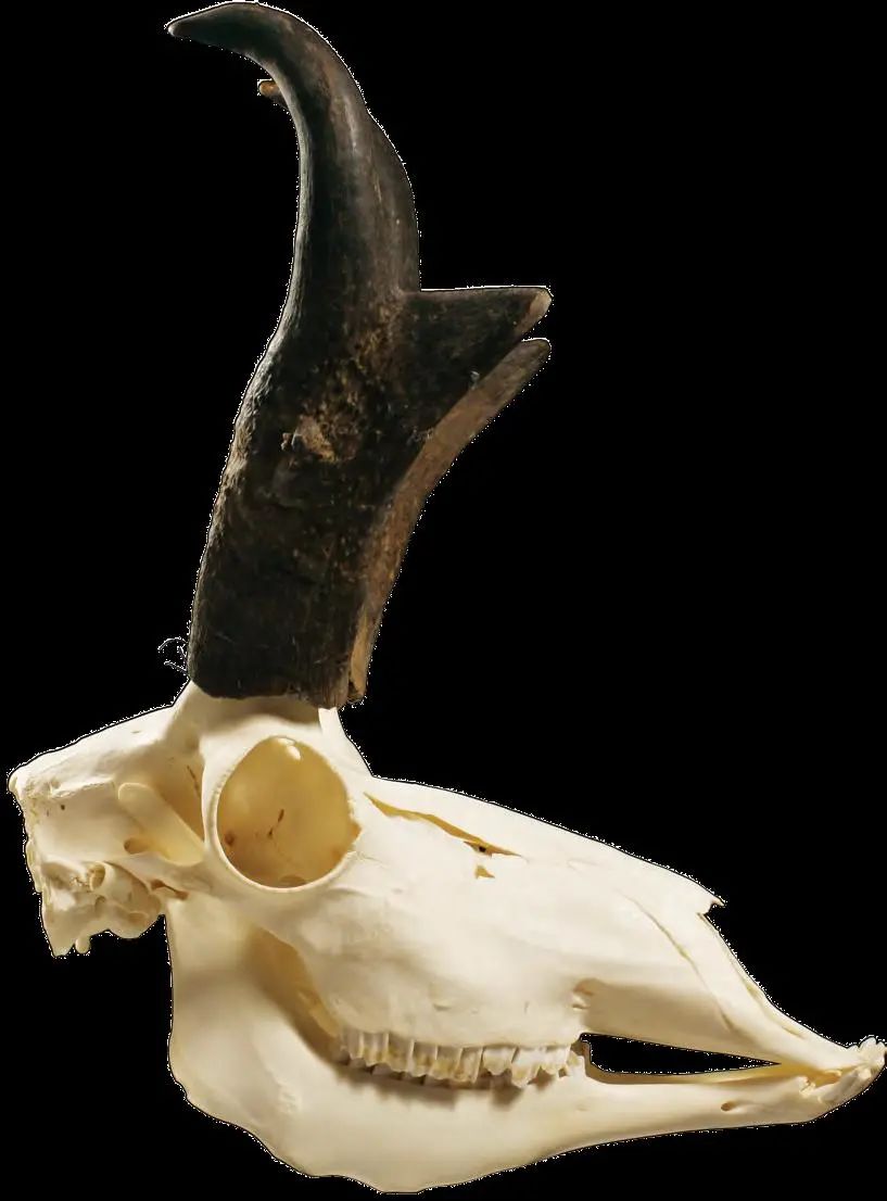 叉角羚▲南美毛皮海狮不同动物的头骨有着不同的修饰,它们都是由