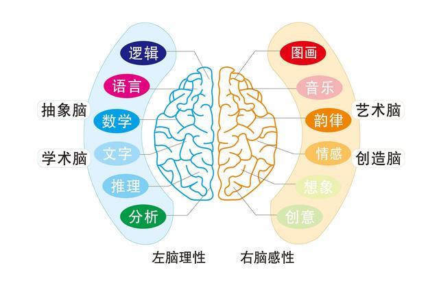 哈佛大学教授 孩子右脑发达