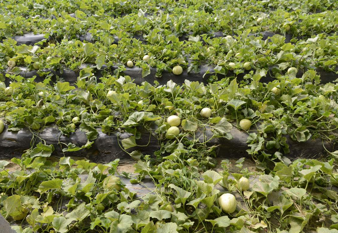 甜瓜种植,学会做无土栽培,用种植袋种植,成本低长势好