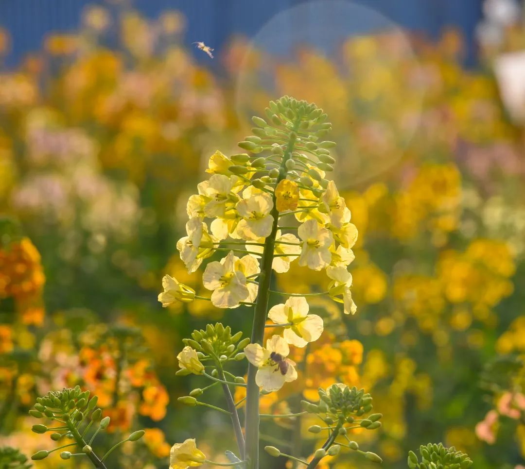 江西农业大学油菜花图片