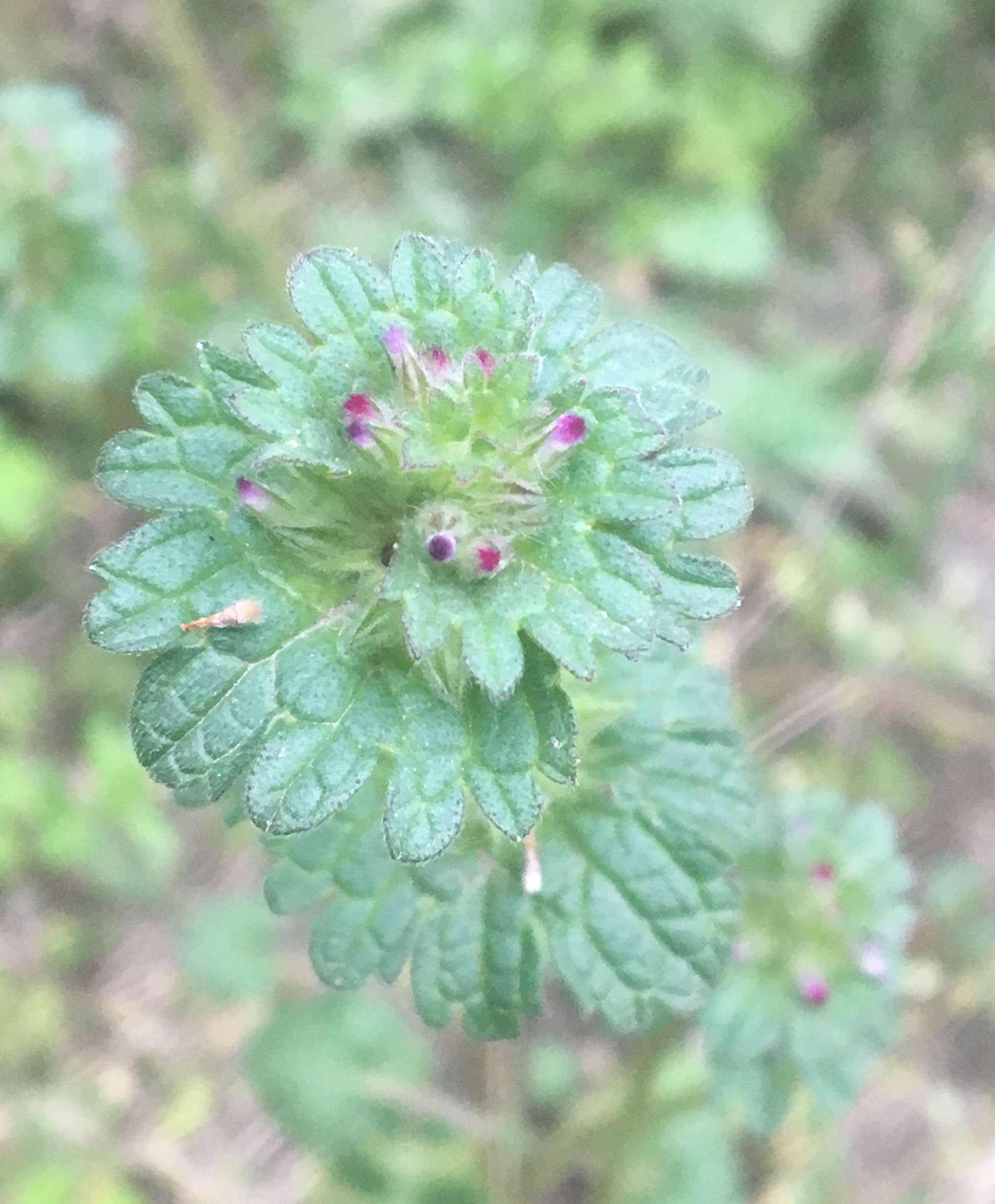 阔叶杂草有哪些?