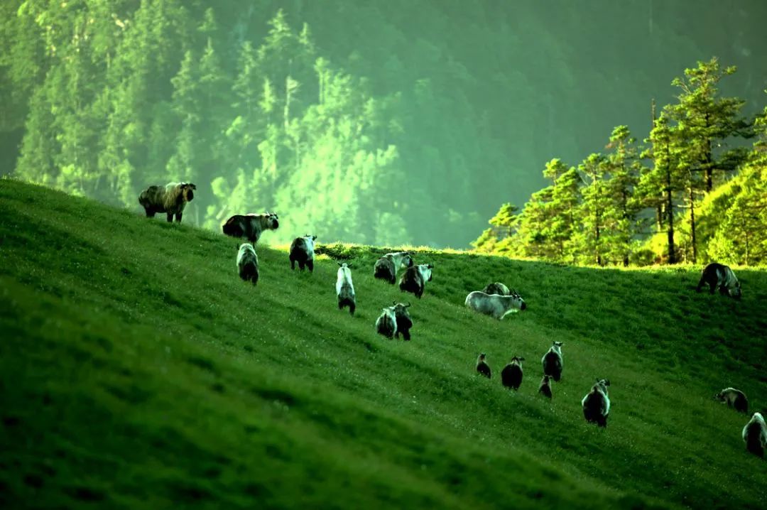 刚刚!又双叒遇见青川县唐家河自然保护区的野生动物啦!