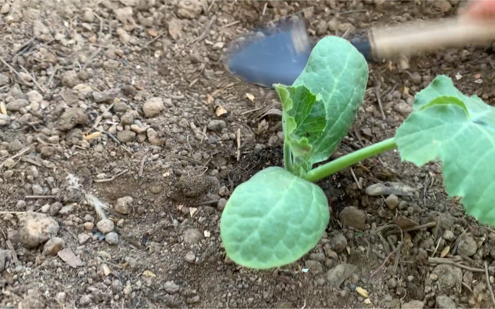种植西葫芦,掌握这些技巧,西葫芦长得又大又多