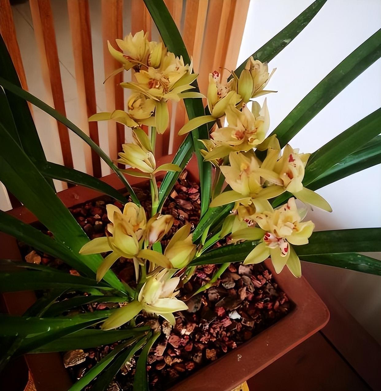 精品兰花——富山奇蝶