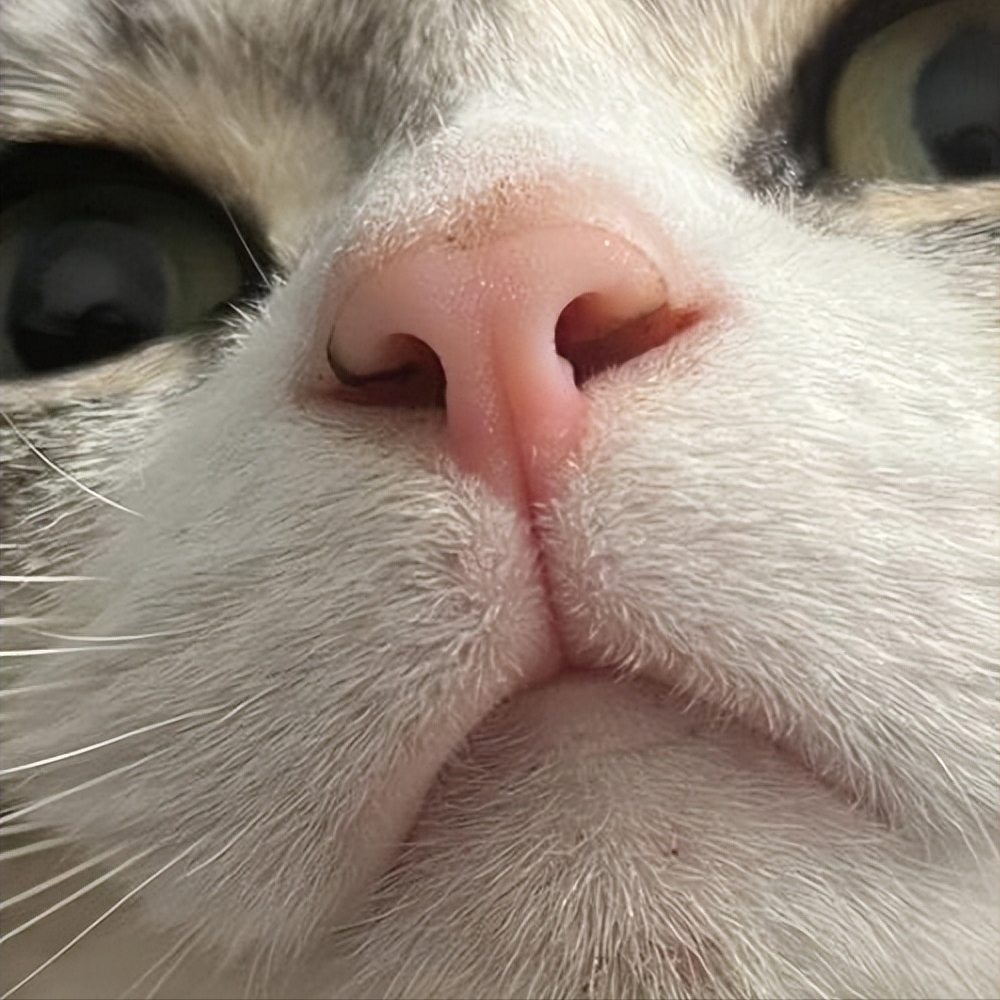 猫咪鼻子里藏着不少秘密,你知道多少?