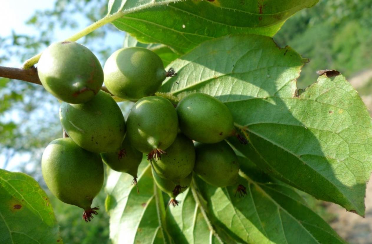 中国又一种果树走红,好吃有营养,产量较大,价值高,收入可观