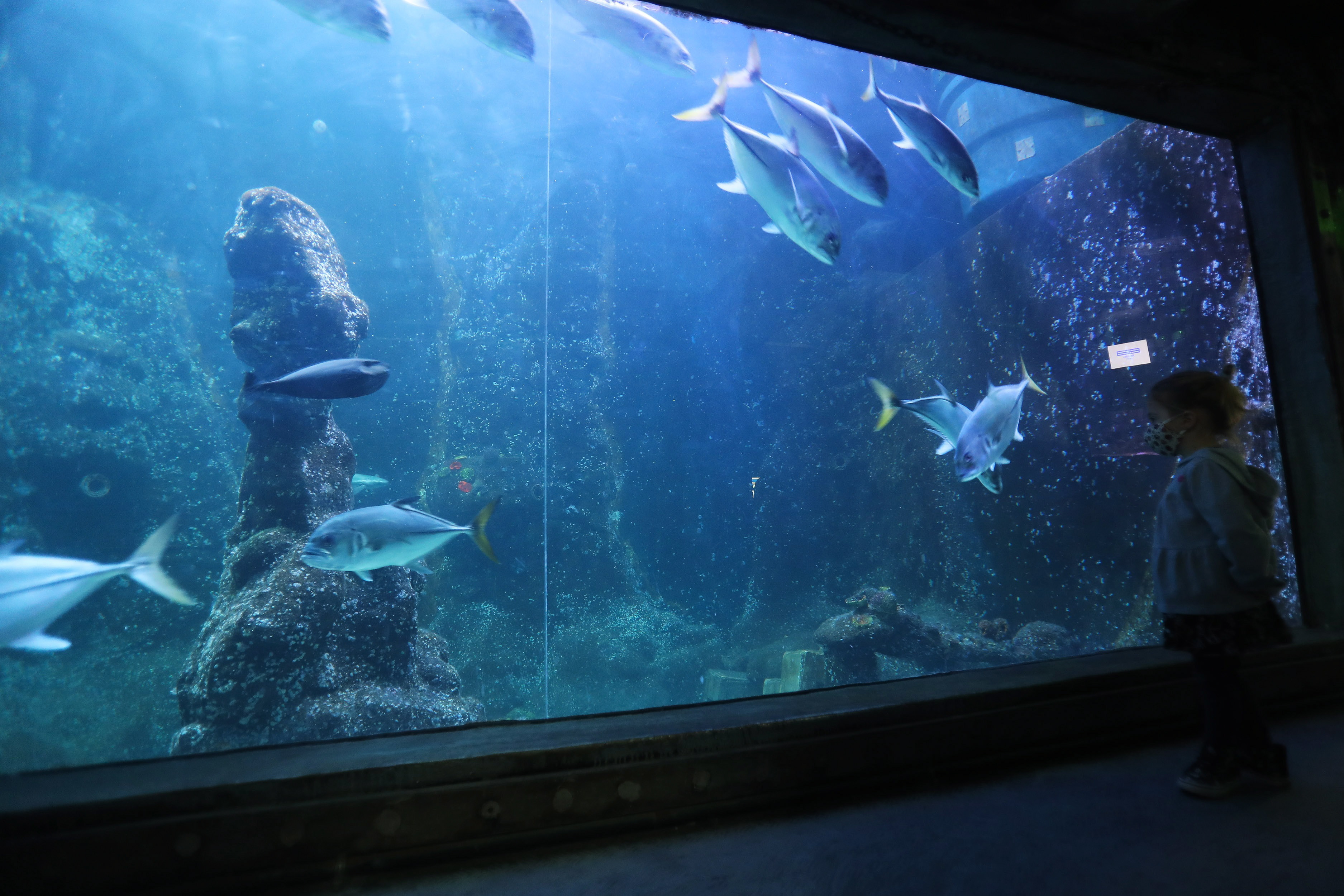 水族馆壁纸图片