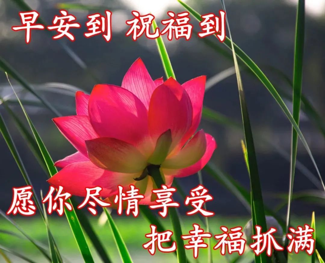 4月3日非常漂亮的早晨好鲜花图片 朋友圈最温馨的早安问候语