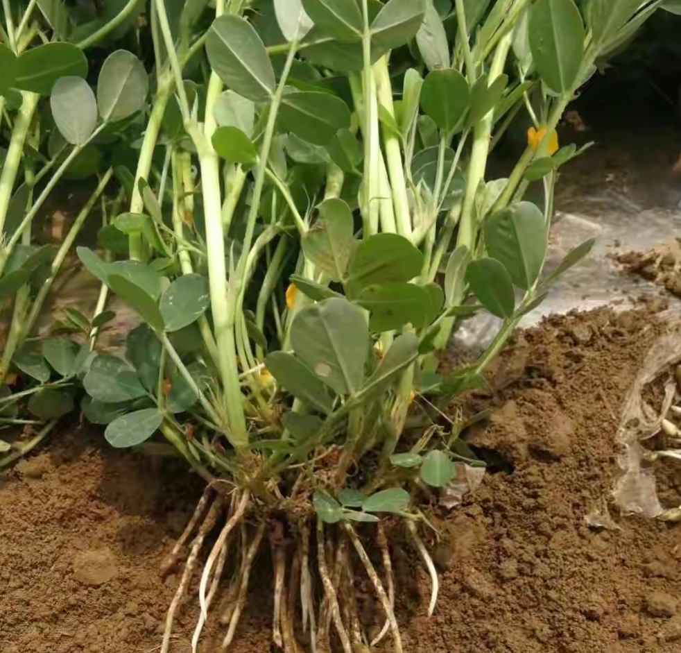 花生控旺有技巧,选对药,用对时间,后期下针多,花生产量高