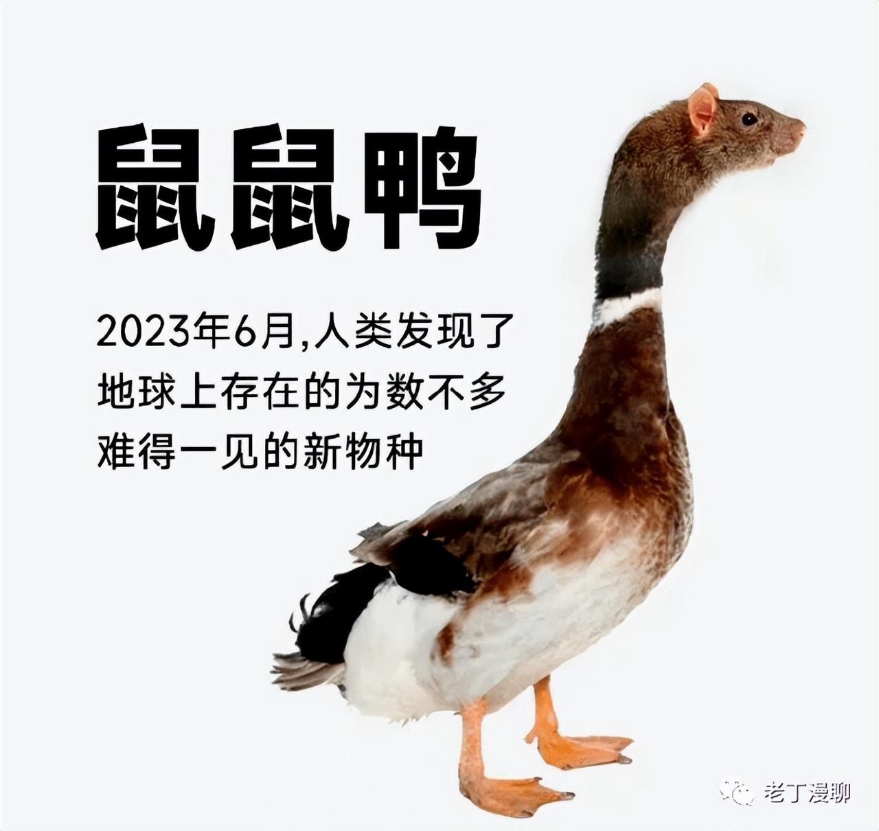 让死鸭子嘴不再硬"鼠"实大不易!