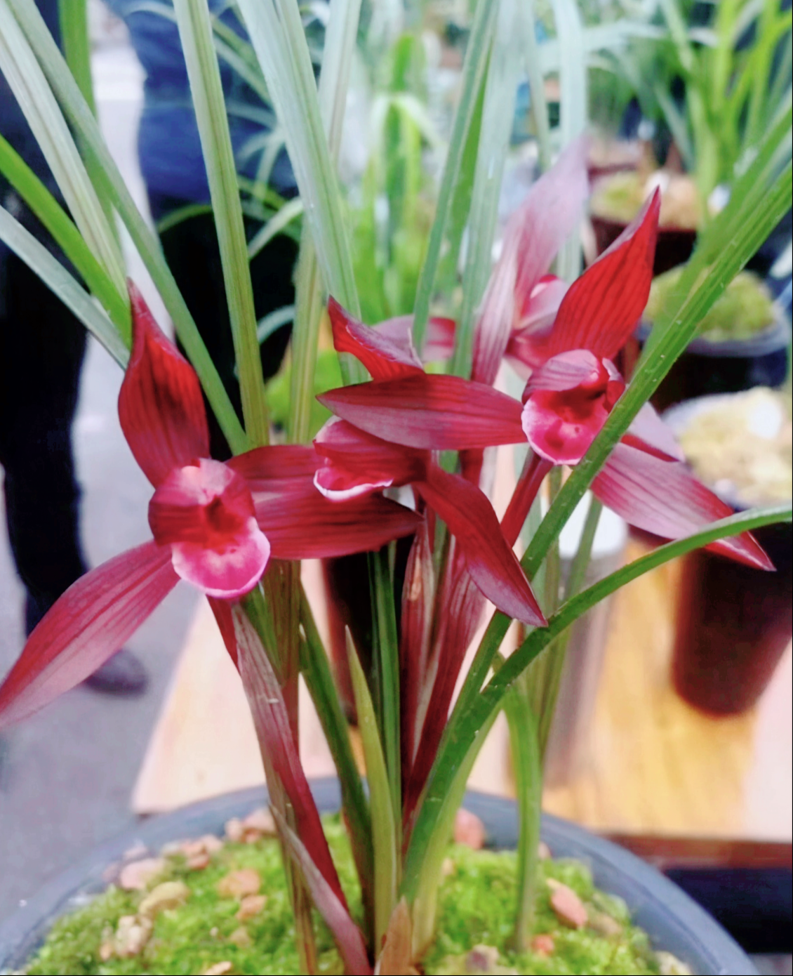 春兰顶级红素"醉红素",花色鲜红,芳香四溢,魅力十足值得入手