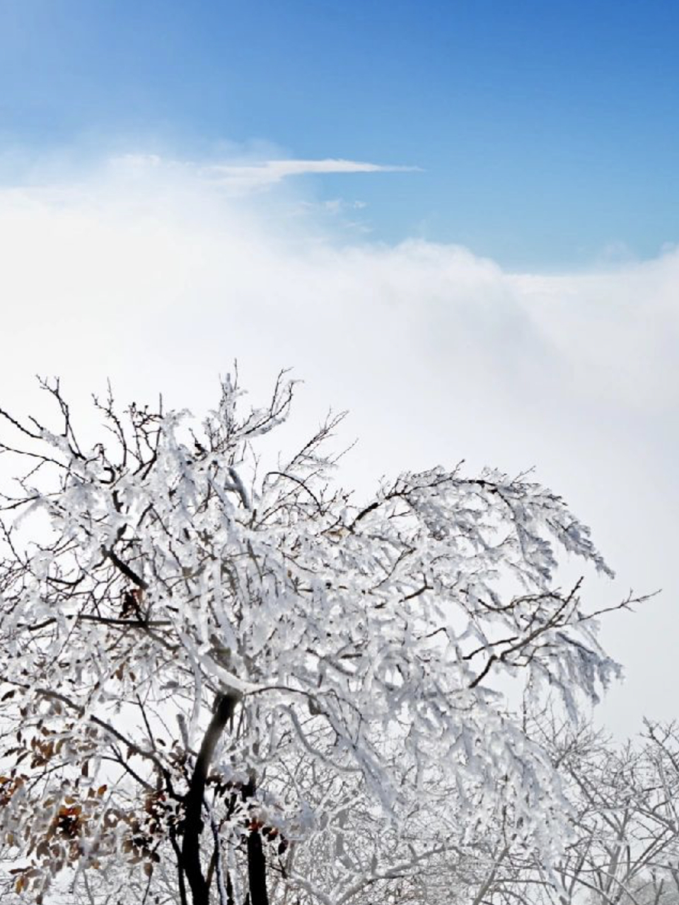 杏梅尖雪景图片