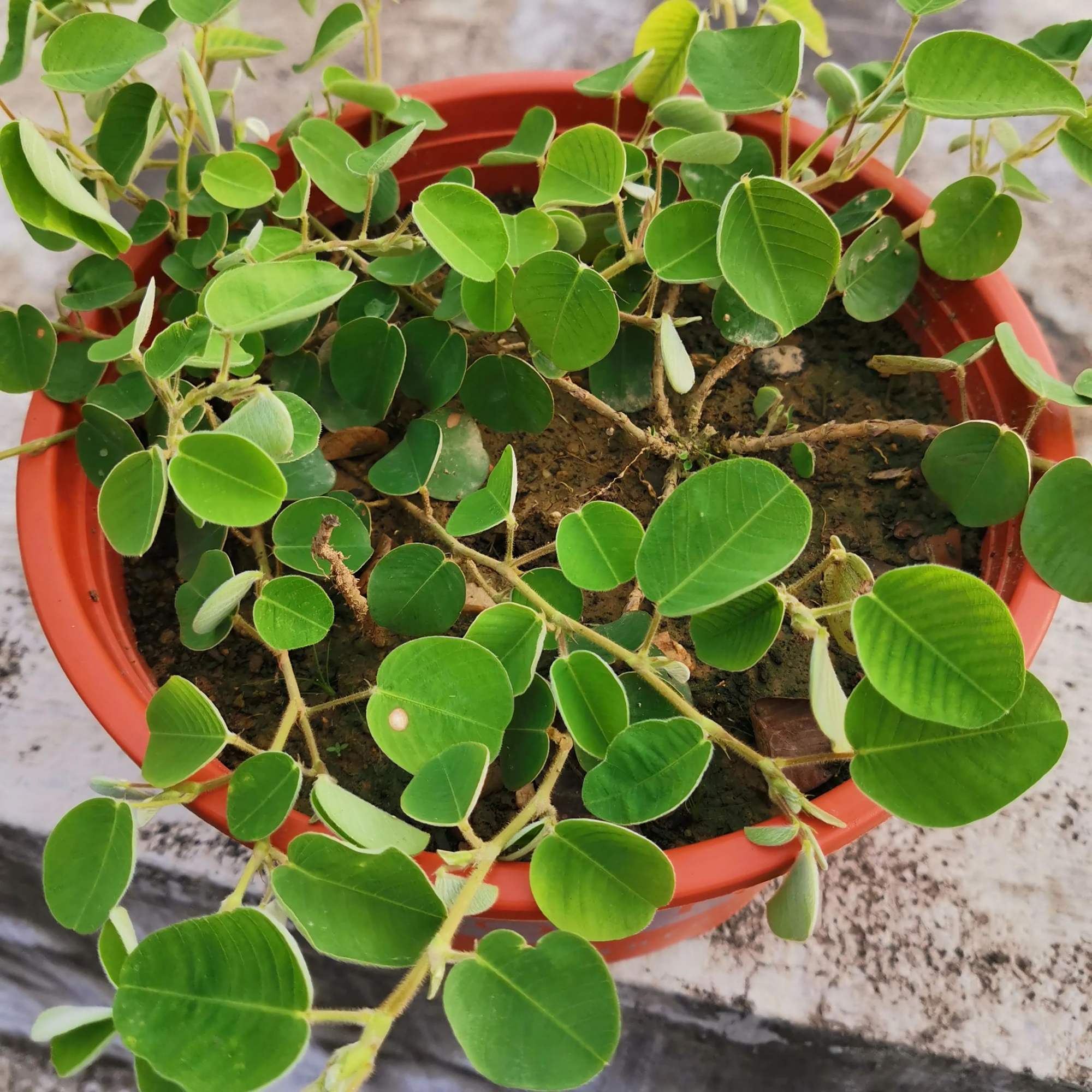 盆栽的金钱草经常施肥浇水,为什么叶子还是经常发黄?有两个原因