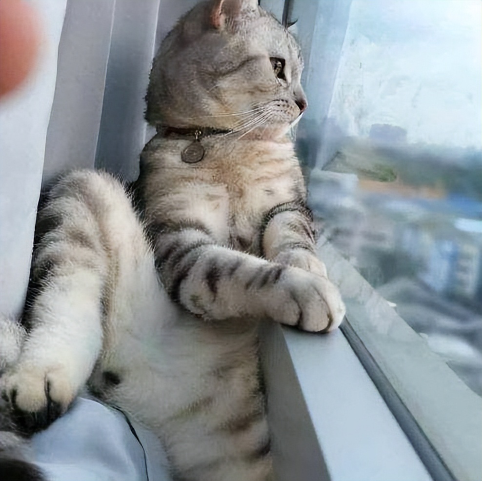 对空巢猫说"no",猫摆脱无聊的方法,你get了吗?