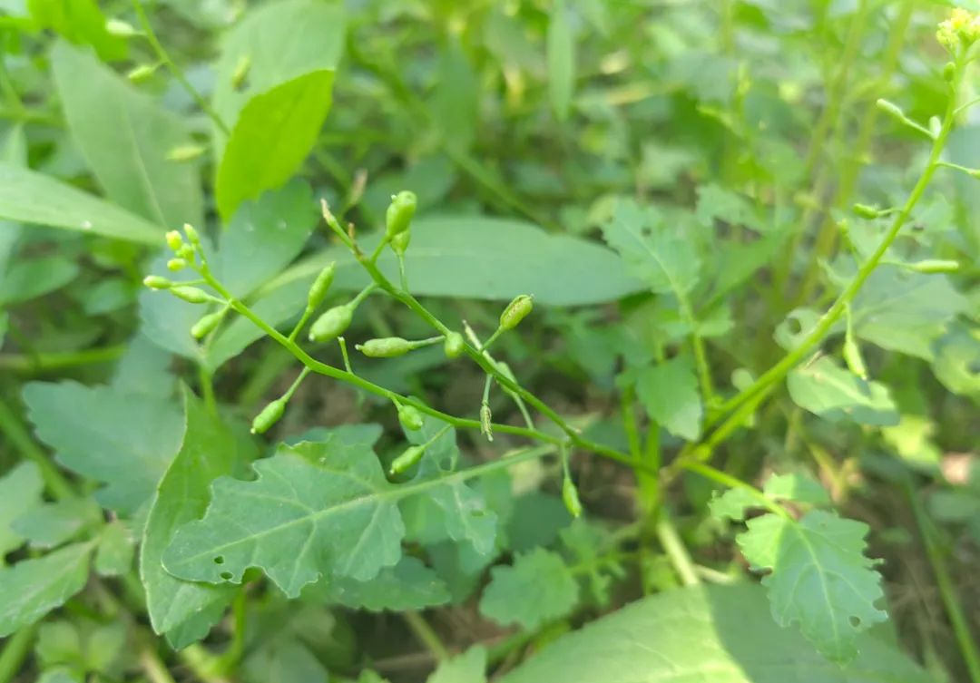 沼生蔊菜:路边草丛常见的1种野菜,俗称水荠菜,有何用途?