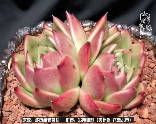 多肉是我心心念念的"美人",见之不忘,思之如狂
