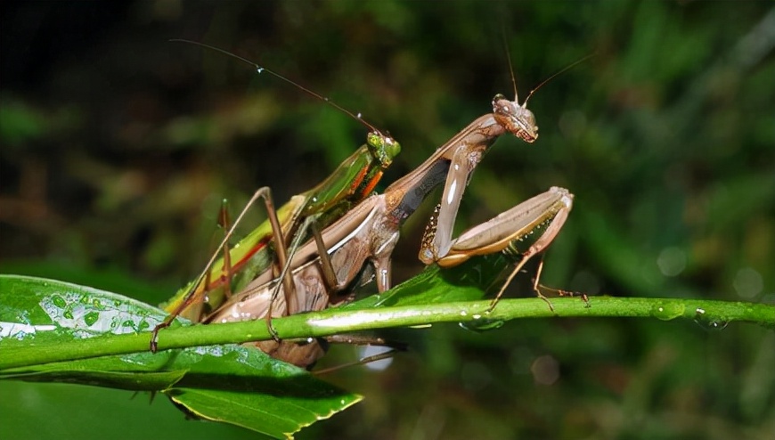 为什么母螳螂要"吃夫"?不是为了下一代!原来我们被骗了很多年