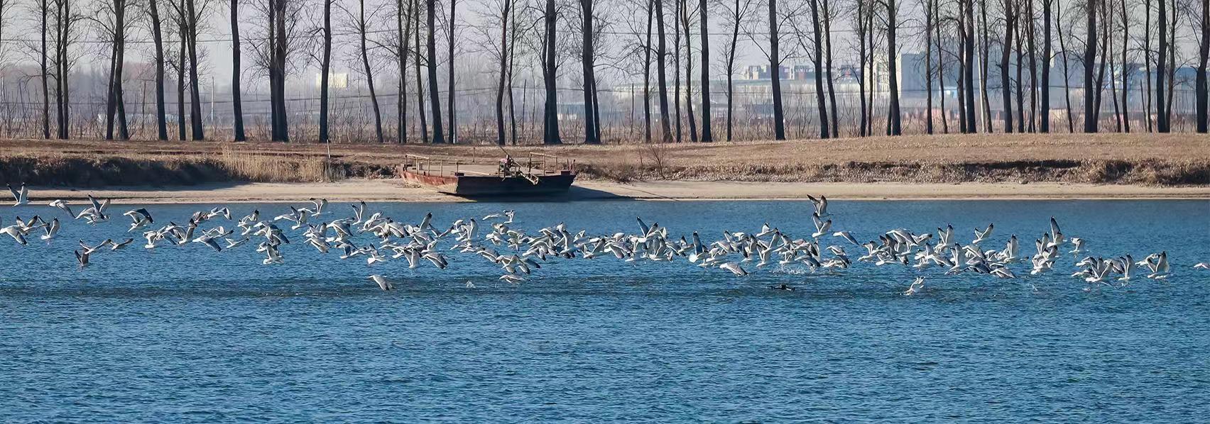 新民市举办首届溪溪湖观鸟节