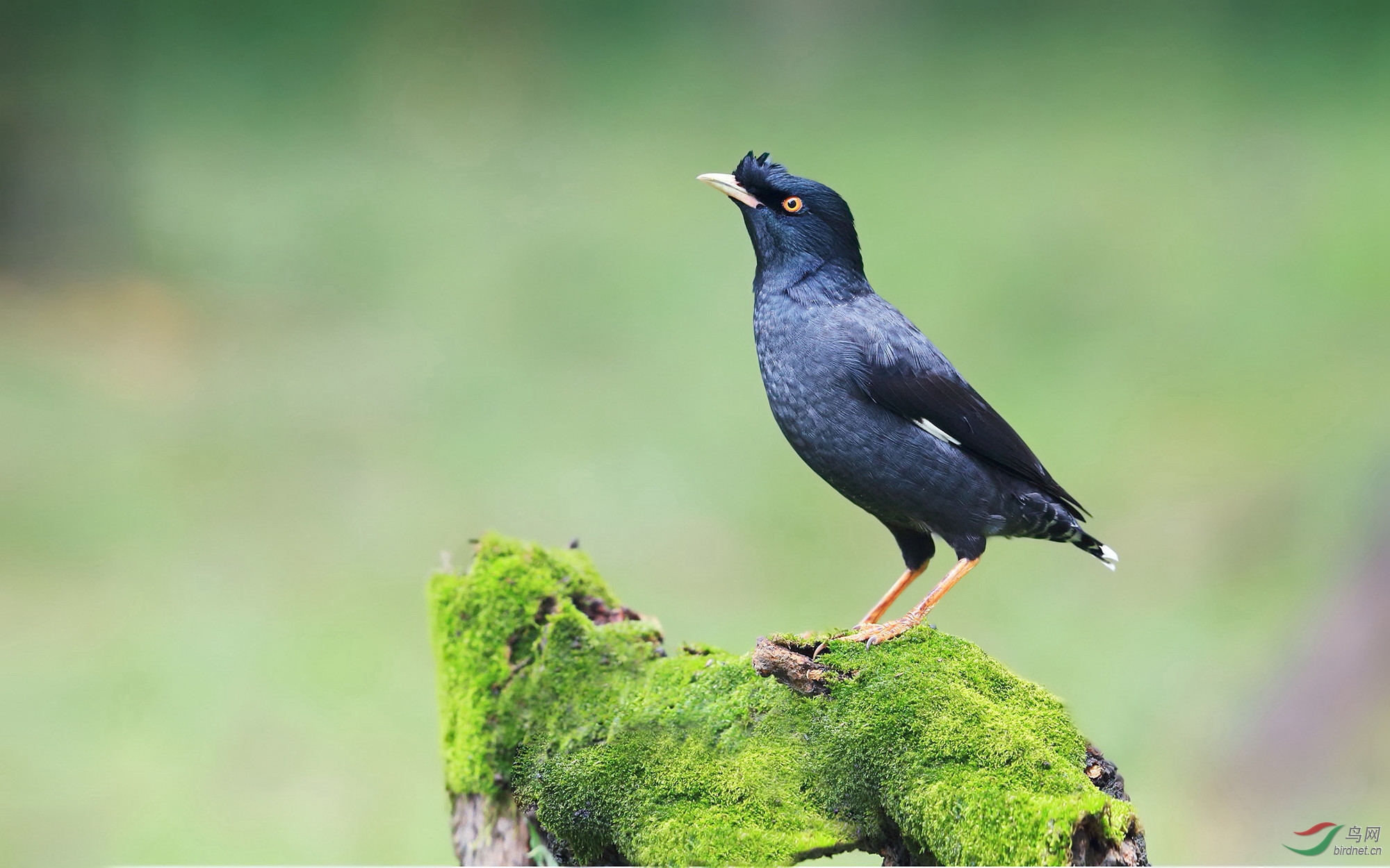 八哥鸟转喉多久开口