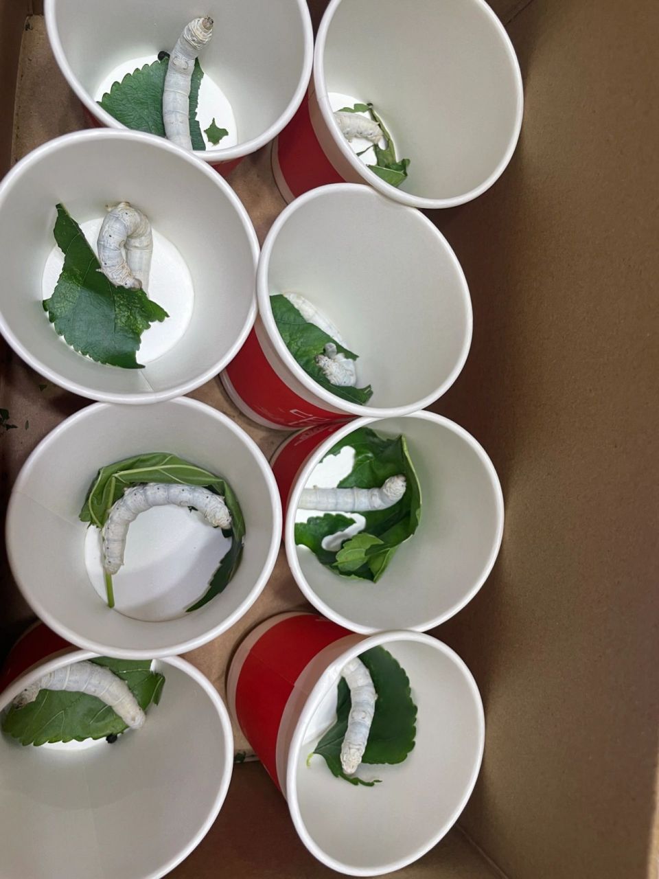 这种五龄蚕,要吐丝结茧了,还需要喂桑 今晚开始让他们住上"单人间"