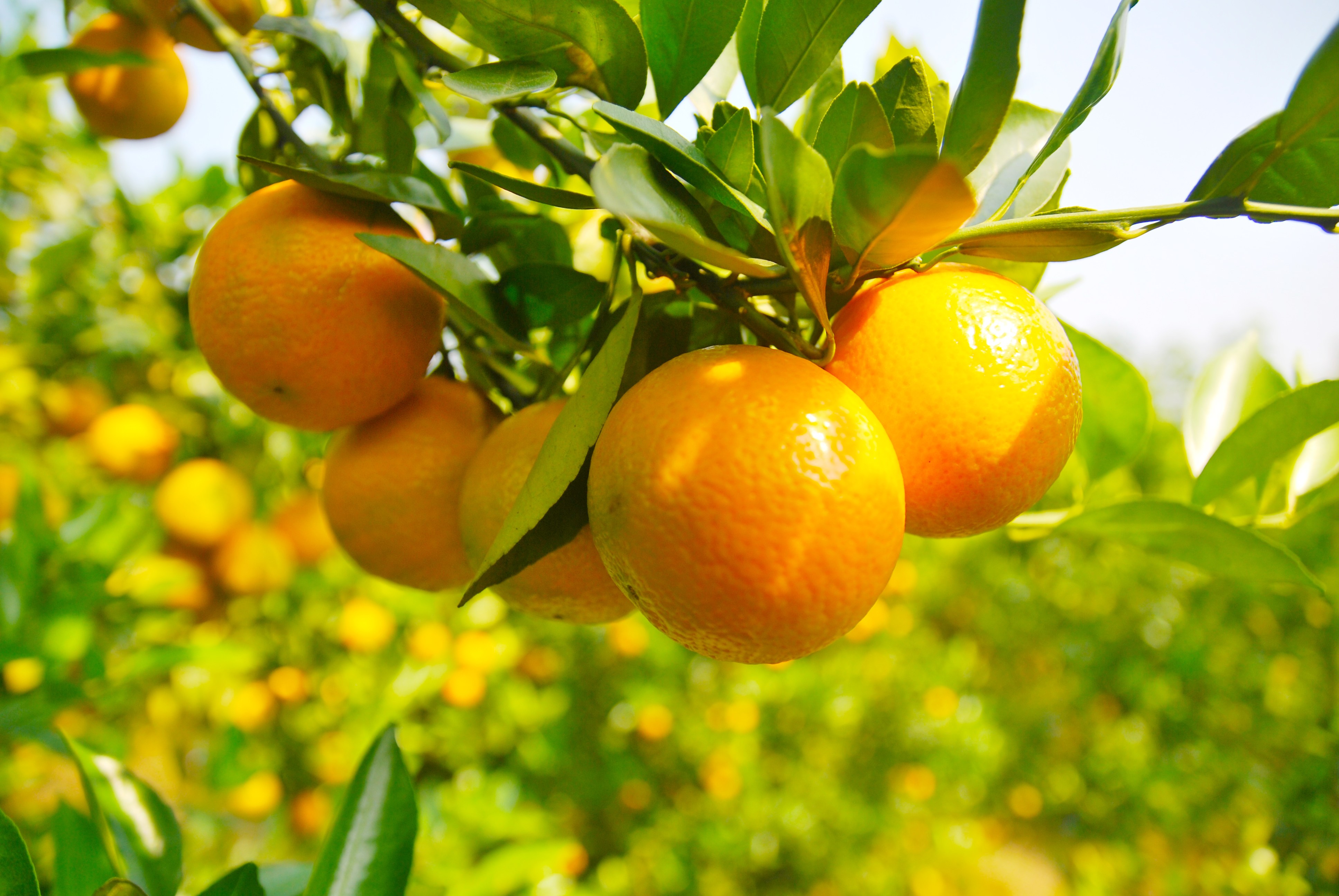 11月11日!2021德庆贡柑开摘上市