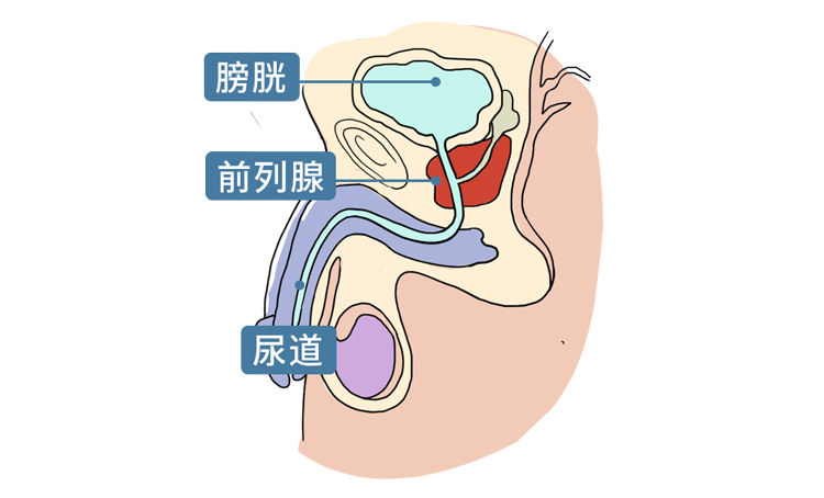 "一松一紧"的提肛运动,到底有啥用?男女均受益,别不好意思做