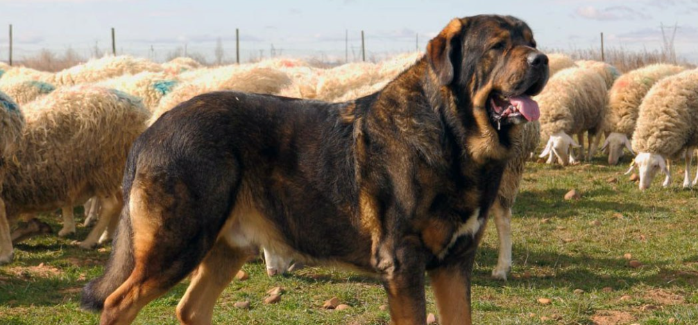 素有我国沙漠第一犬的是什么犬?