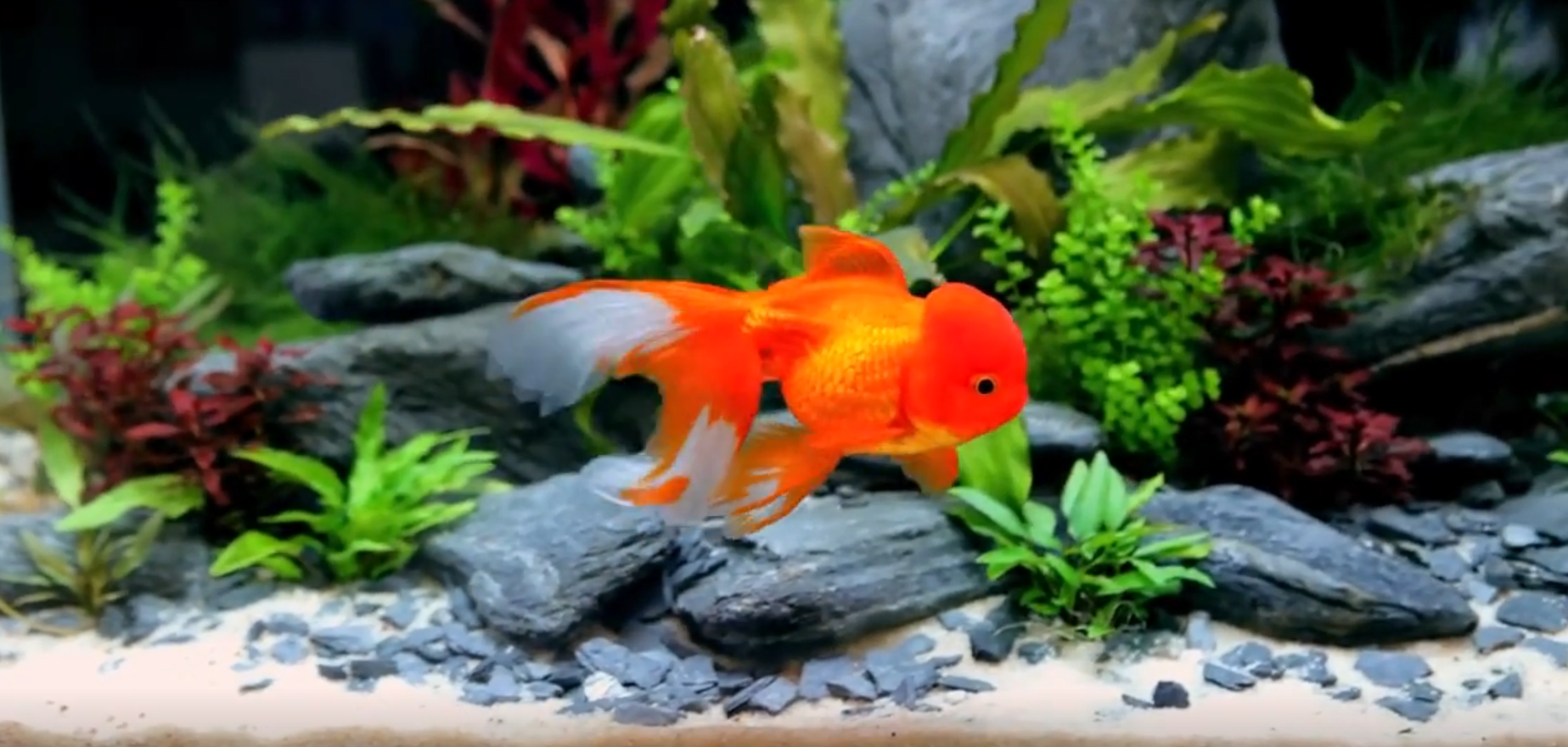 新手小白的《养鱼生活》第一天,计划用草缸养金鱼 持续记录