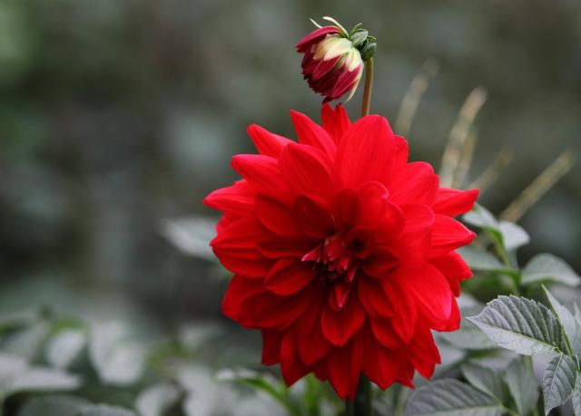 大家喜爱的红色花,家里养一盆,好看