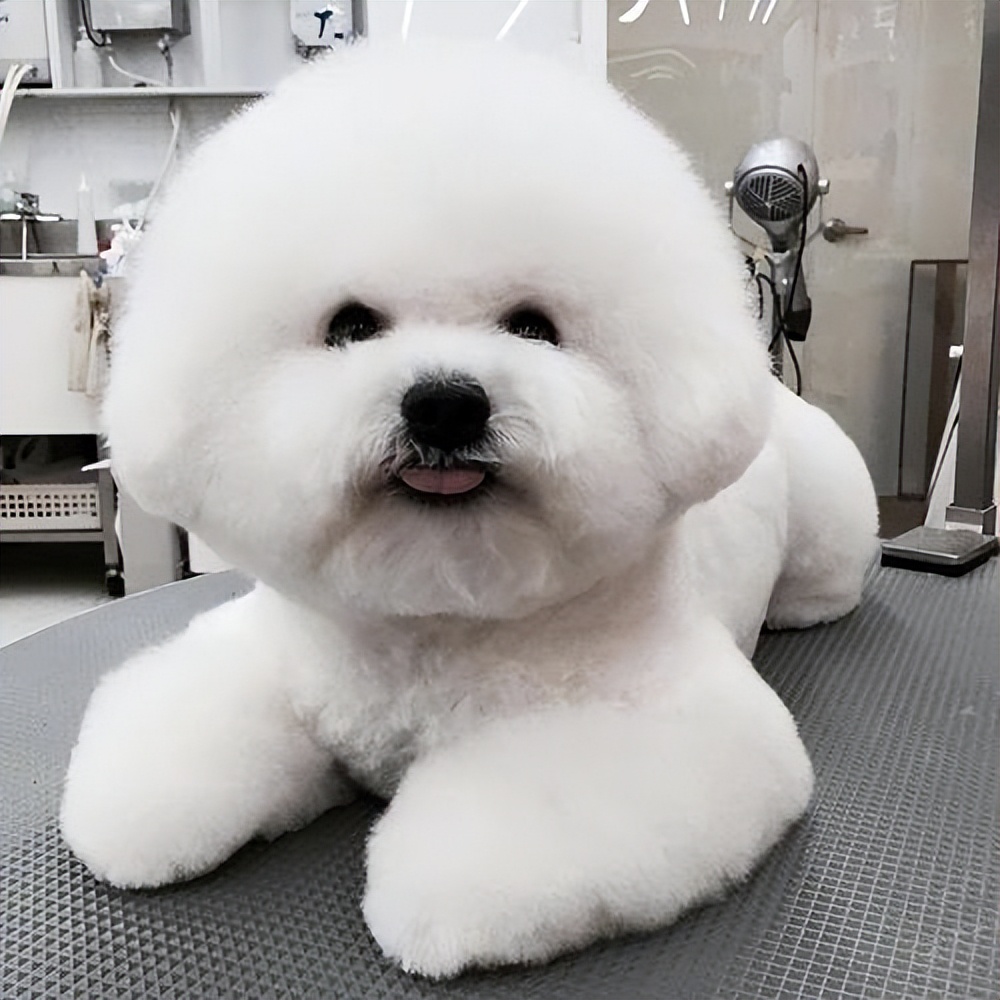 "泰迪"&"比熊",一个被"捧上天",一个被"踩在地"?