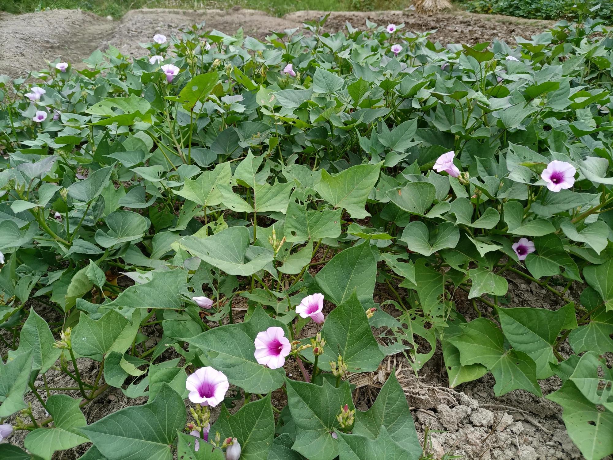 时下正值秋季,父亲从地里新挖了一些红苕(红薯),新挖的红苕口感不是