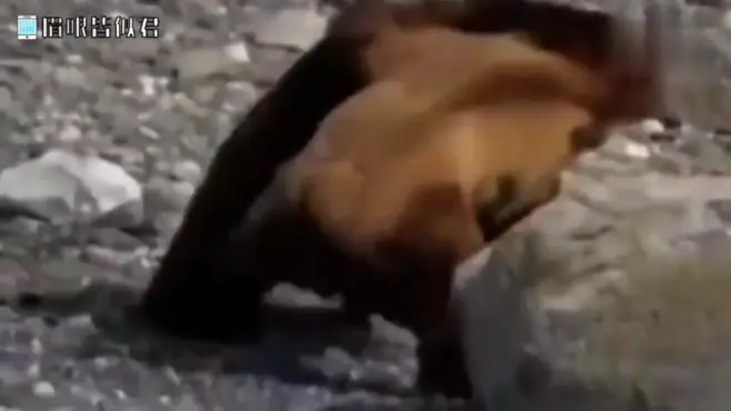 人猪交配过程 视频在线观看 爱奇艺搜索